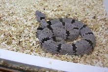 Magdalena lepidus klauberi