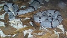 Crotalus lepidus klauberi - Franklin Mountains