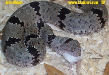 Peloncillo Mtns. (NM) klauberi, male