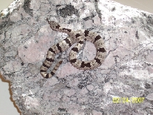 '06 Peloncillo l. klauberi (NM)
