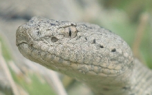 lepidus klauberi