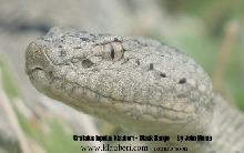 lepidus klauberi