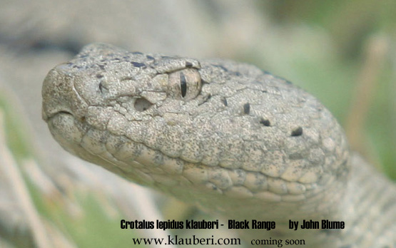 lepidus klauberi