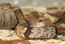 Klauberi - Snow Lake Female XT