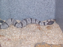 Val Verde lepidus giving birth 8/14/06