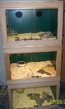 klauberi yearling cages