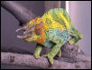 Male Johnstoni