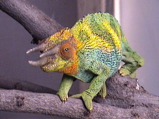 Male Johnstoni