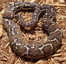 Angolan Female