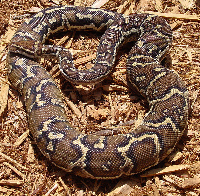 Angolan Female