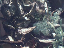 zikita's home