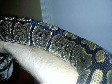 granite ball python female