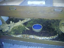 female banka blood