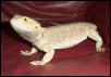 Zilla/Gold Froggy