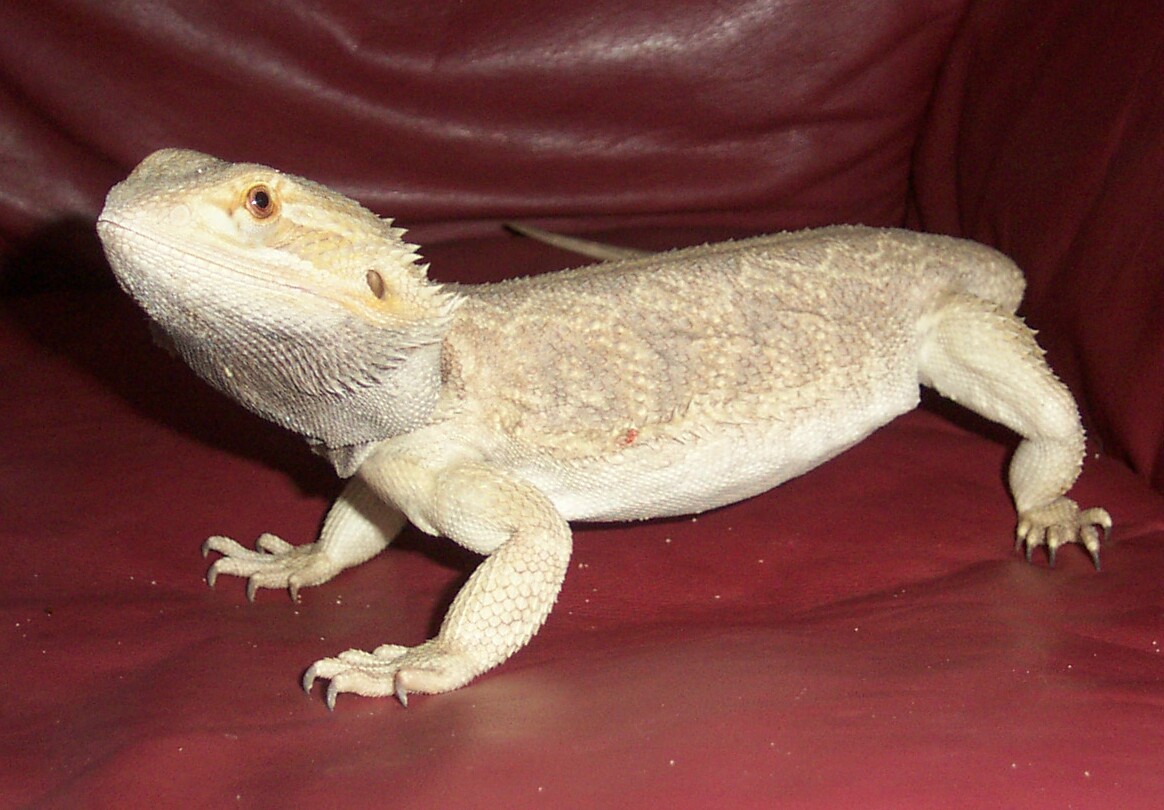 Zilla/Gold Froggy