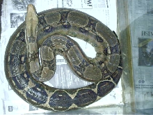 female