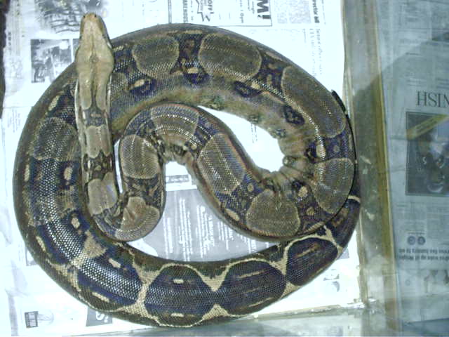 female