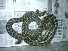 carpets breeding