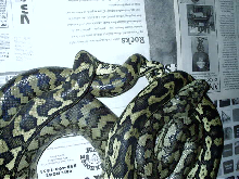 carpets breeding close up