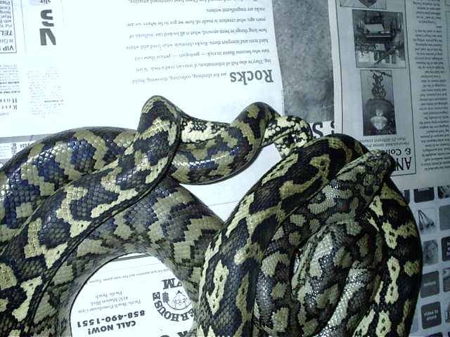 carpets breeding close up