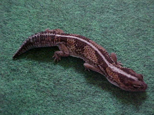 breeder faft1