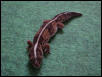 breeder faft2