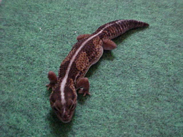 breeder faft2