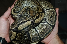granit female