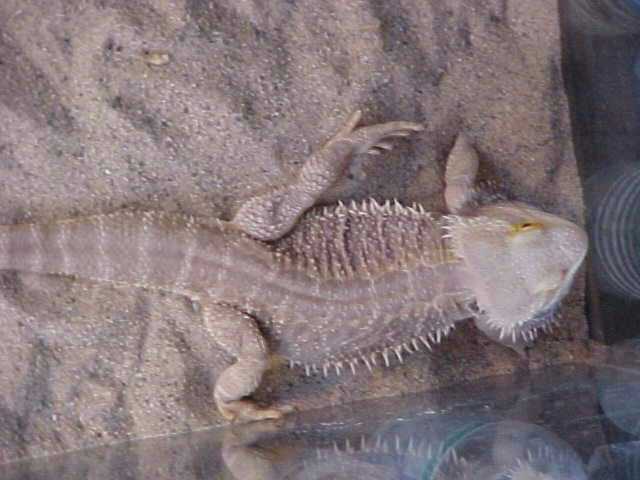 Here's my Hypo snow male