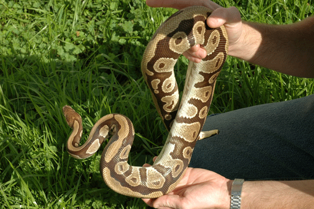 what do you think of him?