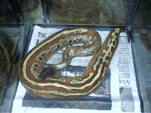 striped male banka 1b