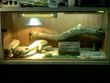 (Binky) My Beardies new enclosure