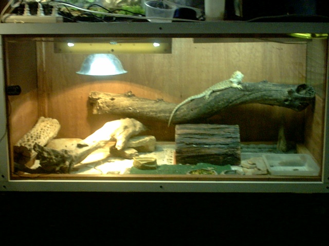 (Binky) My Beardies new enclosure