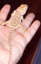 " elwood "