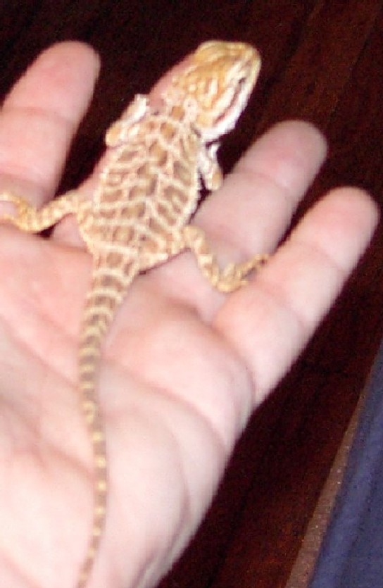 " elwood "