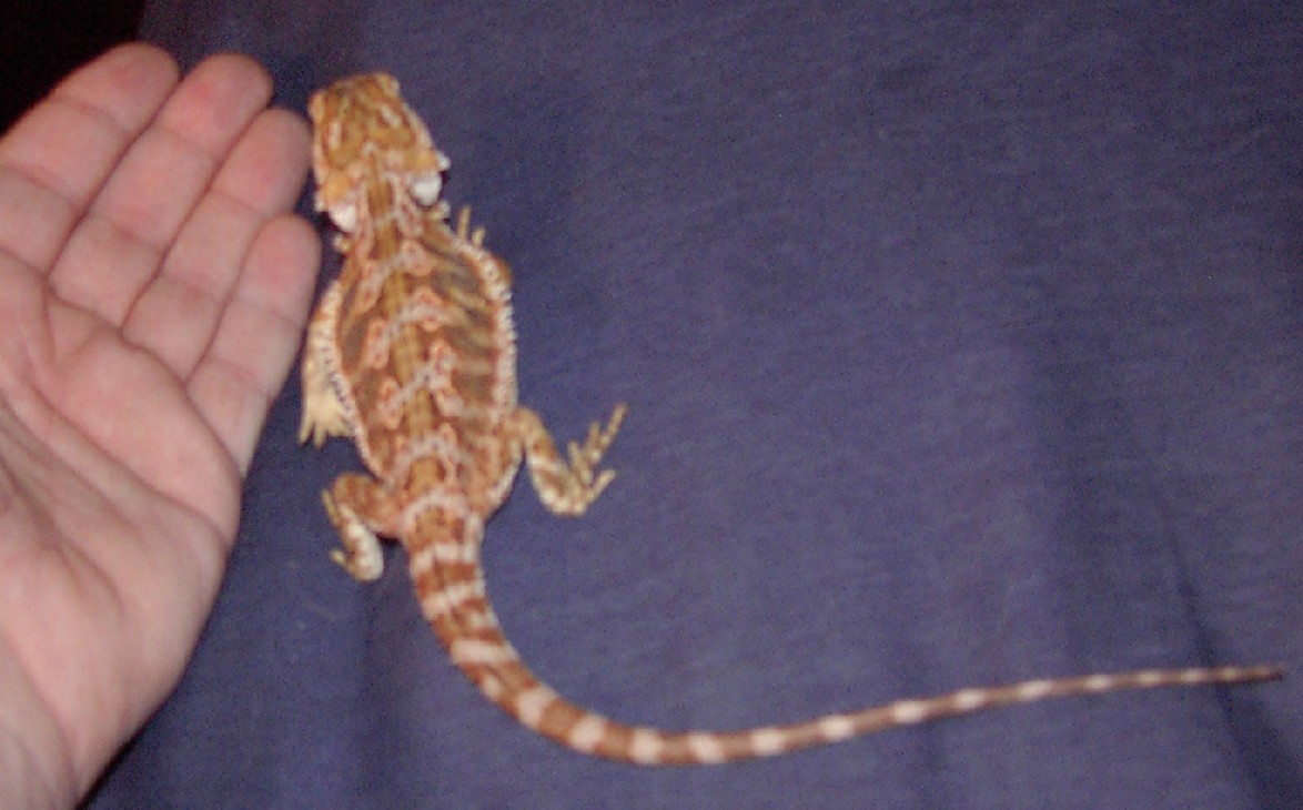 " jake "