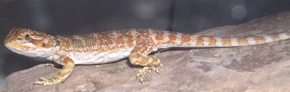 show off