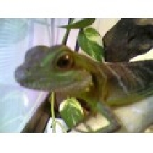 new dragon