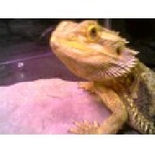 jake