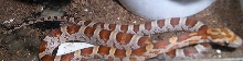 miami X milksnake phase
