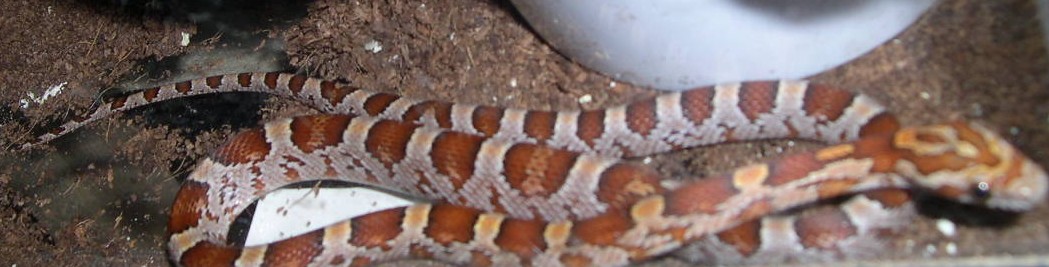 miami X milksnake phase