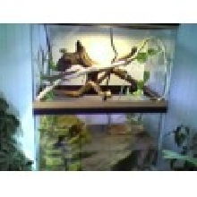 water dragon tank
