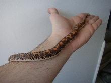 Kenyan 1