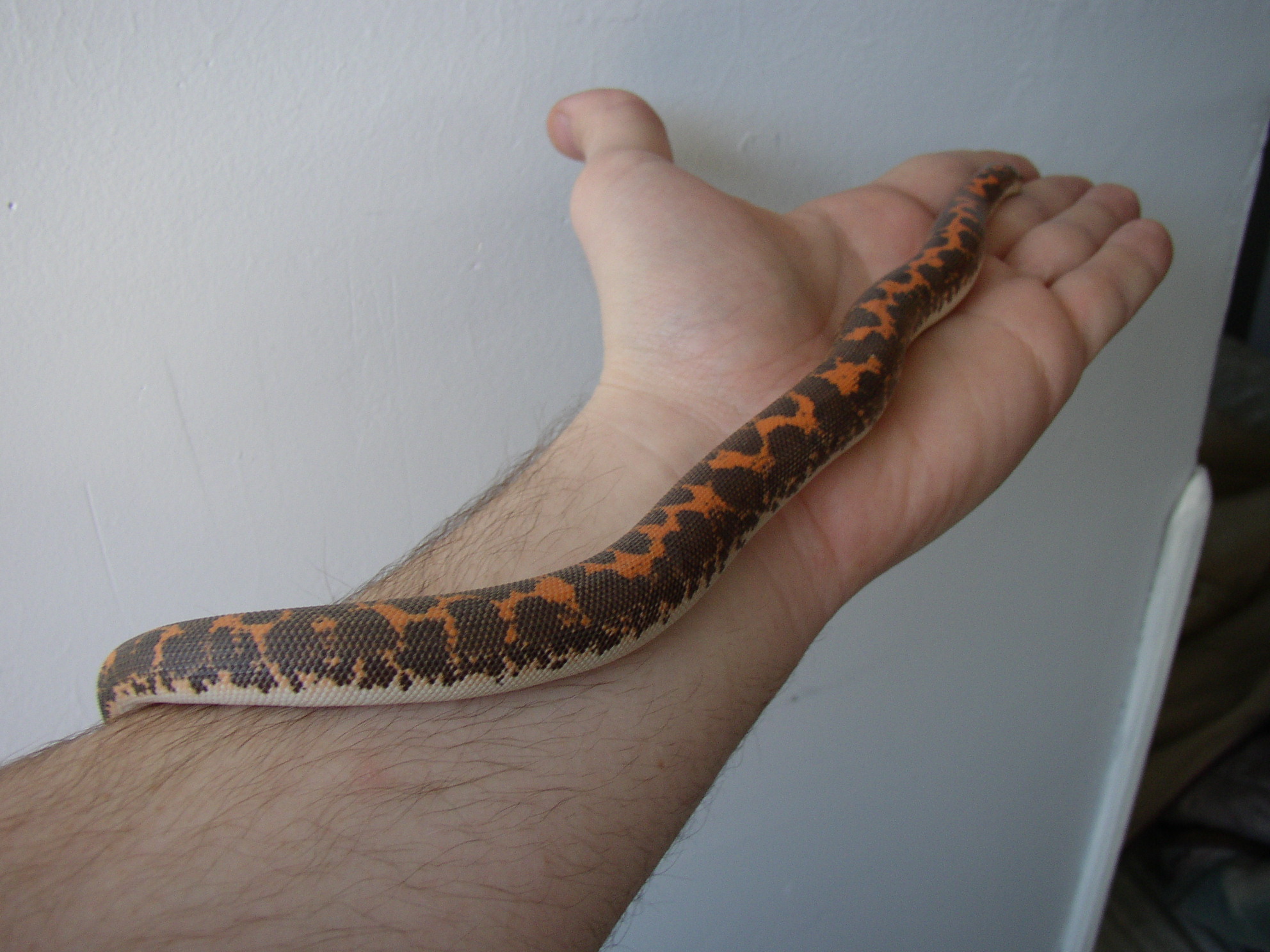 Kenyan 1