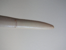 Kenyan 2