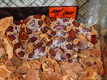 Coiled in corner
