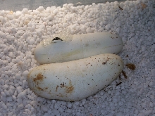 Lampropeltis triangulum gaigeae - 2007 hatchling
