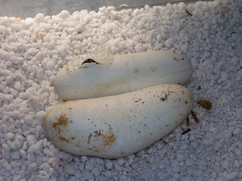 Lampropeltis triangulum gaigeae - 2007 hatchling