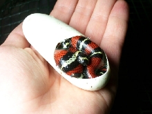 Lampropeltis triangulum gaigeae - 2007 hatchling