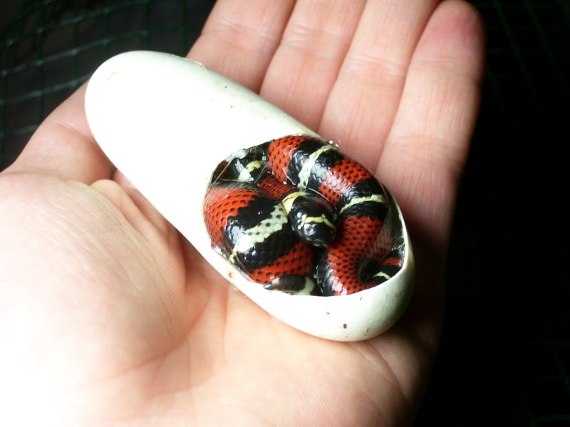 Lampropeltis triangulum gaigeae - 2007 hatchling
